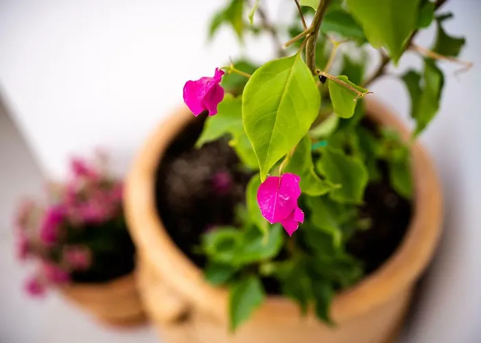 Lindian Ethos 别墅