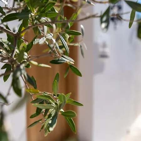 Lindian Ethos فيلة *